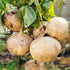 200+ Seed Sweet Jicama for Planting Organic for Planting in Your Home