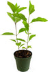 Beautyberry | 1 Live 4 Inch Plant | Callicarpa Americana, Fast-Growing Shrub,