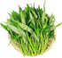 1200+ Kong Xin CAI Vegetable Seeds Water Spinach Kangkong Delicious Vegetable Seeds for Green Leaf Planting Garden