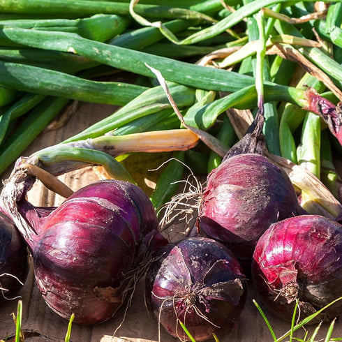 The Old Farmer's Almanac (1 Packet 1 250 Red Creole Onion Seeds - Heirloom, Non-GMO, Premium Quality, Open Pollinated