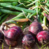 The Old Farmer's Almanac (1 Packet 1 250 Red Creole Onion Seeds - Heirloom, Non-GMO, Premium Quality, Open Pollinated