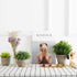 Velener Mini Sage Green Potted Boxwood Topiary, Artificial Plants for Home Decor, Indoor, Small Fake Plant