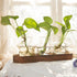 Lovers,3 XXXFLOWER Plant Propagation Station with Wooden Stand,Air Plant Terrarium Starter Kits Star Vases for Flowers
