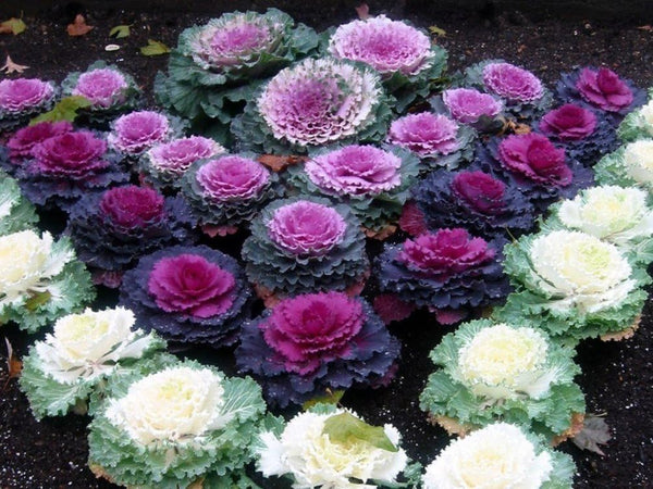 SeedsUA Seeds Flowering Kale Cabbage Ornamental Decorative Large-Leaved Mix Beatiful Cut Flowers for