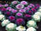 SeedsUA Seeds Flowering Kale Cabbage Ornamental Decorative Large-Leaved Mix Beatiful Cut Flowers for