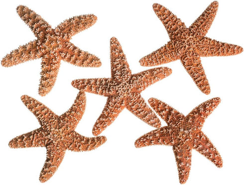 Nautical Crush Trading Real Starfish, 5 Large Brown Sugar Starfish (4-5in) for Crafts and Decorations