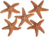 Nautical Crush Trading Real Starfish, 5 Large Brown Sugar Starfish (4-5in) for Crafts and Decorations