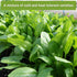 Packets Sow Right Seeds - Spinach Seed Collection for Planting - Viroflay, Malabar & Bloomsdale Spinach - Cold Hardy