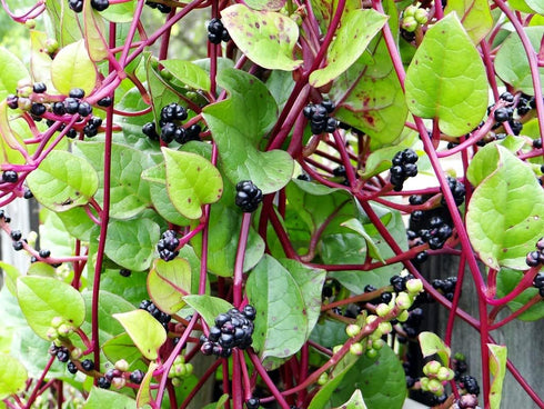 Stemmed 93% Gaea's Blessing Seeds - Red Malabar Spinach Seeds - Non-GMO Seeds with Easy to Follow Planting Instructions
