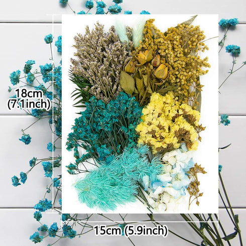 Vignee Real Dried Pressed Leaf Flowers, Colorful Daisies for Craft Resin Jewelry Making Art Craft DIY (Blue & Purple)