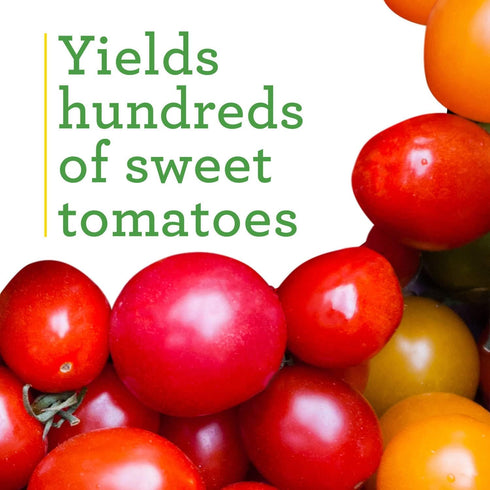 100 19.3 oz (4-Pack) Bonnie Plants Super Sweet Cherry Tomato, Live Plants