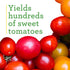 100 19.3 oz (4-Pack) Bonnie Plants Super Sweet Cherry Tomato, Live Plants