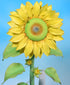 Sunflower Petal Cutters Set of 4 Sizes