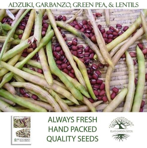 40+ Packet, Rainbow Bean Mix Sprouting Seeds, Adzuki, Garbanzo, Green Pea, & Lentil, Heirloom Seeds in Mixture Per Non