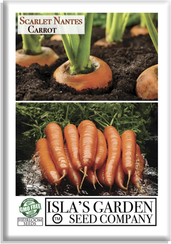Scarlet Nantes Carrot Seeds for Planting 500+ Non-GMO & Heirloom Seeds, Botanical