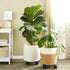 10.6 Pack 4, 360-Degree Bright Creations Plant Stand with Wheels - in Diameter, Black, of Modern - Metal Rolling Plant