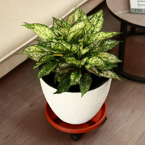 3 Packs 13" Large Plant Caddy with Wheels Rolling Plant Stands Heavy-duty Plastic Plant Roller Base Pot Movers Plant