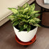 3 Packs 13" Large Plant Caddy with Wheels Rolling Plant Stands Heavy-duty Plastic Plant Roller Base Pot Movers Plant