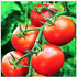 Moneymaker Tomato Seeds for Planting Large & Juicy One of the Most