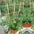 10 Pack, 16 Inches S3 Bamboo Trellis Natural Bamboo Plant Fan Stakes, Fan-Shaped Plant Support Stand for Orchid Vines