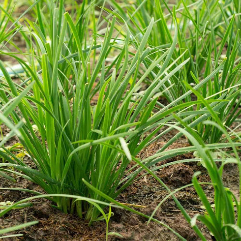 Generic 500 2+ Garlic Chive seeds for planting Heirloom Non-GMO grams Also Known as Chinese Chives Garden Vegetable