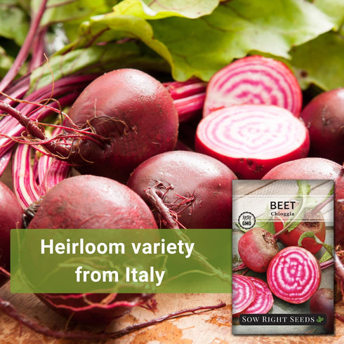 Packet (3) Sow Right Seeds - Chioggia Beet Seeds for Planting - Non-GMO Heirloom with Instructions to Plant & Grow an