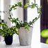 2 12in) PCS Small Trellis for Potted Plants Outdoor Indoor, Metal Stackable Garden Trellis Houseplant Wire Stake
