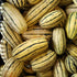 Seedville 50 Delicata Squash Striped Sweet Potato Cucurbita Pepo Vegetable Seeds