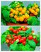 VAACNEE MOCCUROD 100 Seeds Indoor Cherry Tomato Dwarf Red and Yellow Tomato Rare