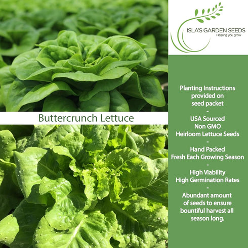 1000+ Buttercrunch Butterhead Lettuce Seeds for Planting Non-GMO & Heirloom Seeds, Botanical Name: Lactuca Sativa
