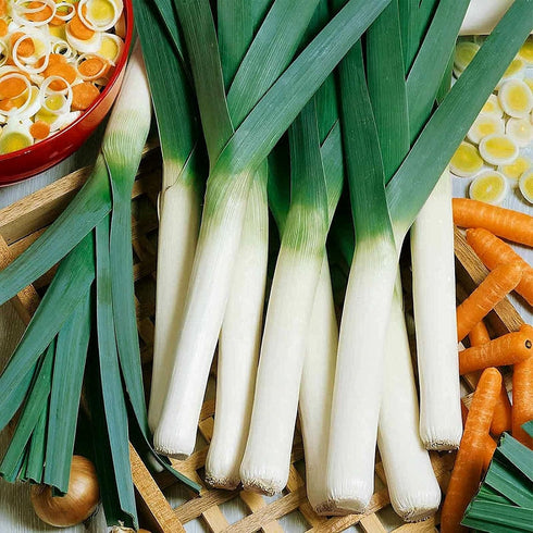 Generic 250 0.8 Large American Flag Leek Seeds for Planting Short Day Italian Heirloom Onion. Non GMO Grams Garden