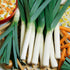 Generic 250 0.8 Large American Flag Leek Seeds for Planting Short Day Italian Heirloom Onion. Non GMO Grams Garden