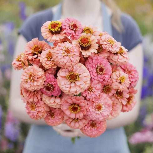 Eden Brothers Zinnia Seeds - Pumila Salmon, Non-GMO Seeds for Planting, 1