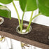 3 Mkono Plant Propagation Tubes, Tiered Wall Hanging Terrarium with Wooden Stand Flower Vase Test Tube Glass Planter