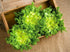 SeedsUA Seeds Endive Lettuce Yellow Heart Curly Frisee Chicory for Salad Vegetable Garden Heirloom for Planting Non GMO