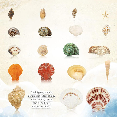 WFPLUS 200+pcs Mixed Sea Shells, Natural Seashells and Starfish for Fish Tank, Home Decorations, DIY Crafts