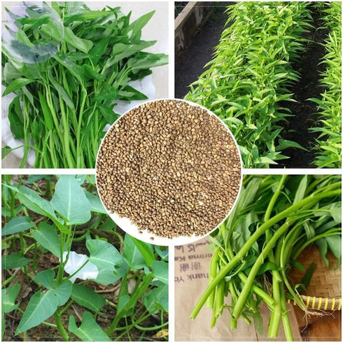 Generic 600 (30g) Seeds Kangkong Seeds - Rau Muong - Ong Choy - Morning Glory - Chinese Water Spinach Seeds | Non-GMO |