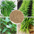 Generic 600 (30g) Seeds Kangkong Seeds - Rau Muong - Ong Choy - Morning Glory - Chinese Water Spinach Seeds | Non-GMO |
