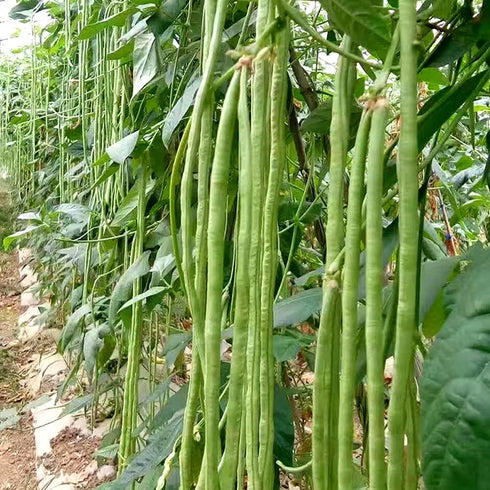 VAACNEE 30+ MOCCUROD Yard Long Bean Seeds Asian Vegetable Long Bean String Beans Productive USA