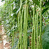 VAACNEE 30+ MOCCUROD Yard Long Bean Seeds Asian Vegetable Long Bean String Beans Productive USA