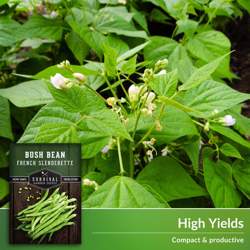 2 Packets French Slenderette Bush Bean Seeds for Planting with Instructions to Grow Haricots Verts in Your Home