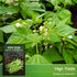 3 Packets French Slenderette Bush Bean Seeds for Planting with Instructions to Grow Haricots Verts in Your Home