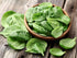 SeedsUA Seeds Spinach Winter Giant Water Heirloom Vegetable for Planting Non GMO