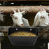 ATKSKYO Bucket(4) Fence Hanging Chicken Feeder for Duck, Piglets, Goat Feeder Poultry Feeding Container for Livestock