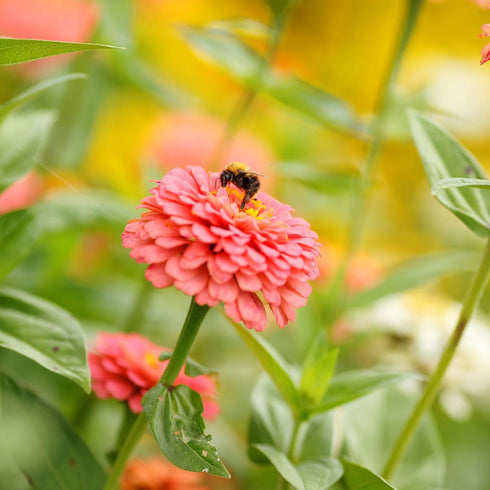 1 oz 3, 4, 5, 6, 7, 8, 9, 10 Eden Brothers Zinnia Seeds - Pumila Salmon, Non-GMO Seeds for Planting, | Low-Maintenance