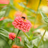 1 oz 3, 4, 5, 6, 7, 8, 9, 10 Eden Brothers Zinnia Seeds - Pumila Salmon, Non-GMO Seeds for Planting, | Low-Maintenance