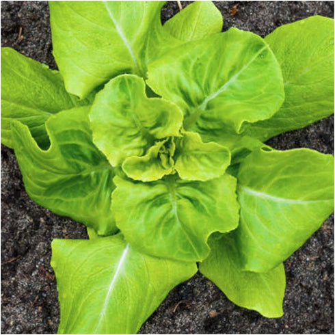 400 (1 Pack) Seed Needs, Buttercrunch Lettuce Seeds - Heirloom Seeds for Planting Lactuca Sativa - Non-GMO & Untreated