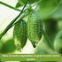 Sow Right Seeds - Rare Exotic Vegetable Seed Collection for Planting - Non-GMO Heirloom Beets, Broccoli, Cucamelon