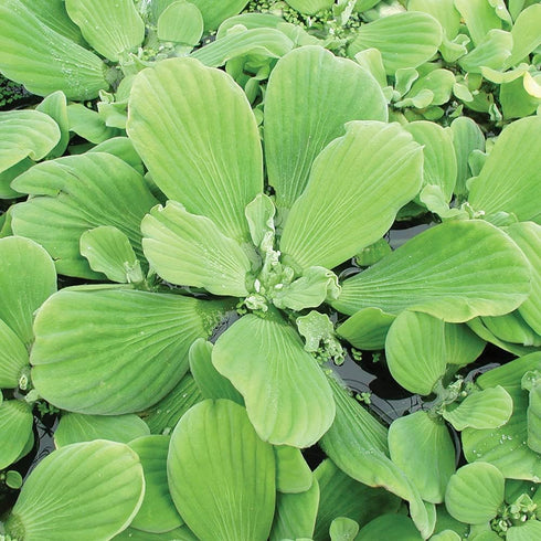 PlantBros 3 Bundle of Water Lettuce Aquatic Live Plant Pistia Stratioes Floating
