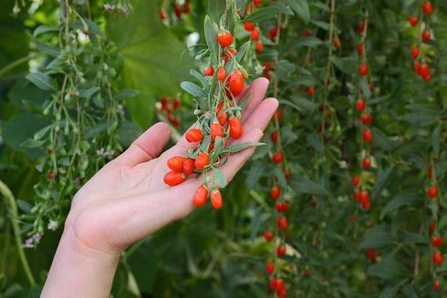 100 Tibetan Goji Berry Seeds (Lycium chinense) Heirloom - Non GMO - Open Pollinated